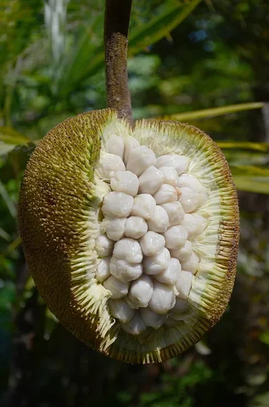 marang